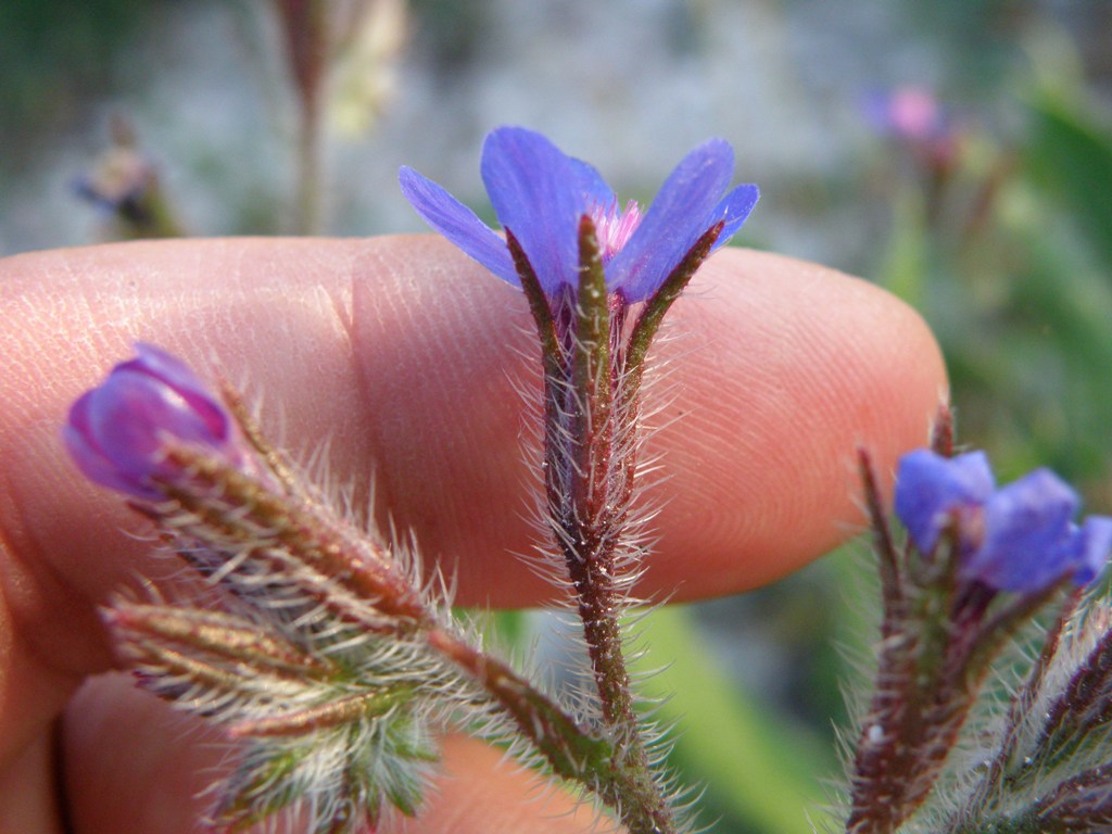Anchusa azurea