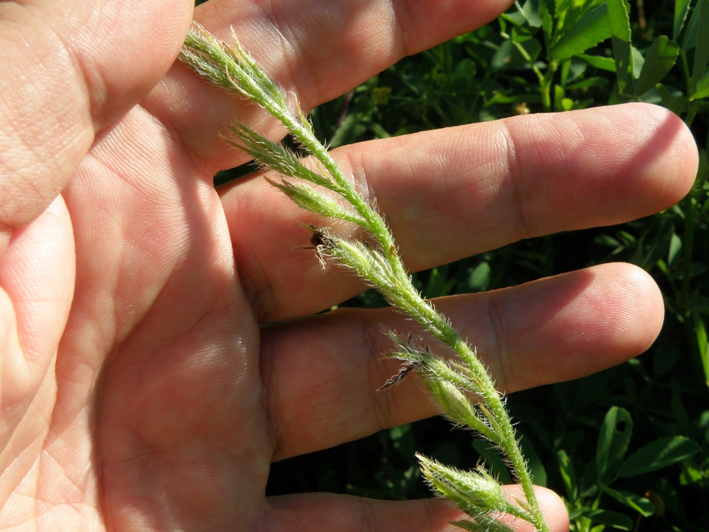 Anchusa azurea