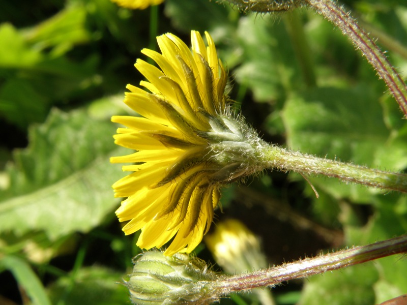 Crepis sancta / Radicchiella di Terrasanta