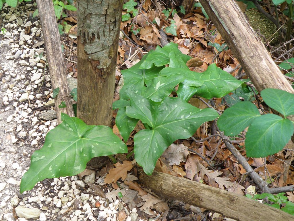 Arum sp...