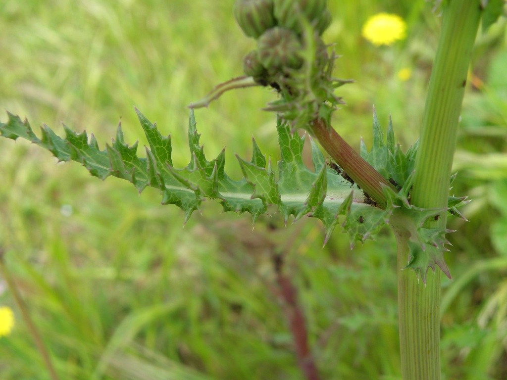 Sonchus asper / Grespino spinoso