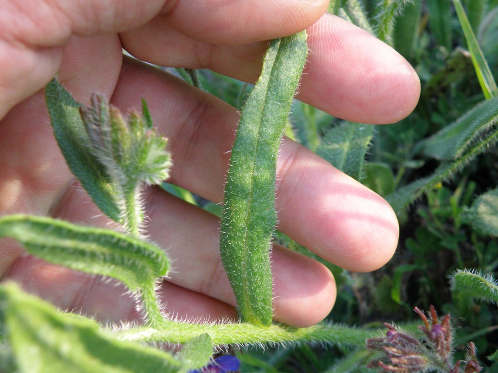 Anchusa azurea