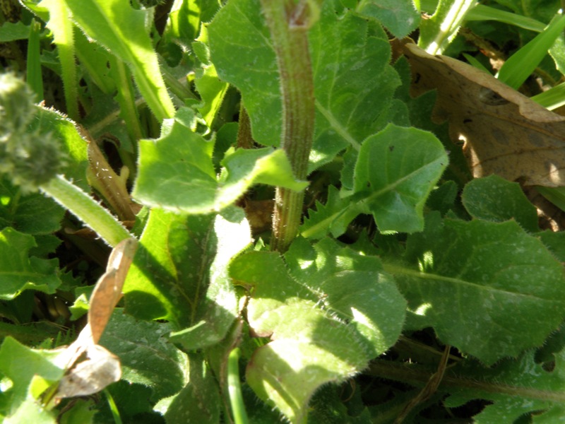 Crepis sancta / Radicchiella di Terrasanta