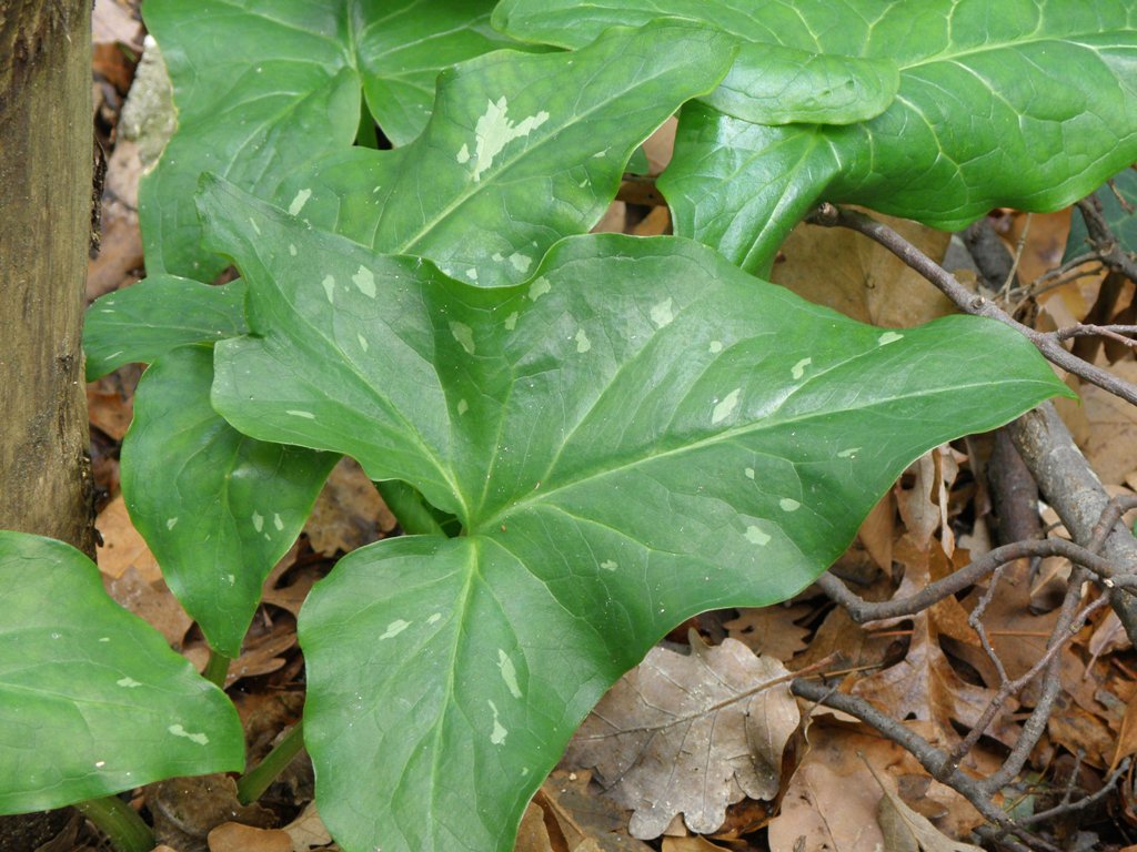 Arum sp...