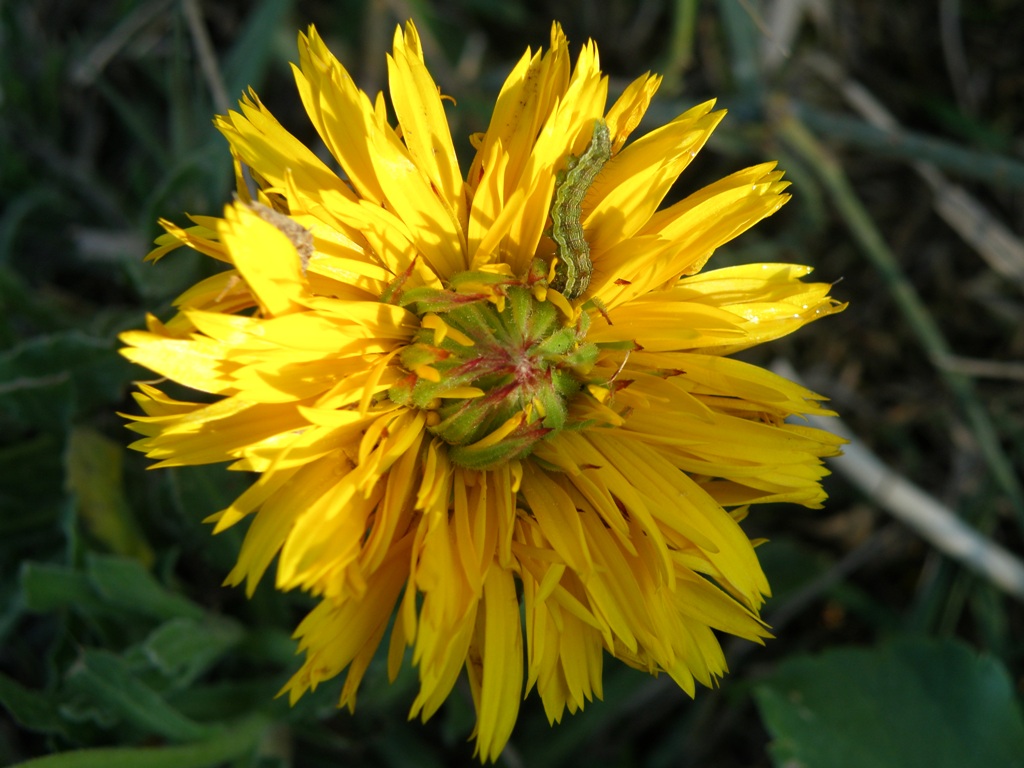 lusus di una Calendula