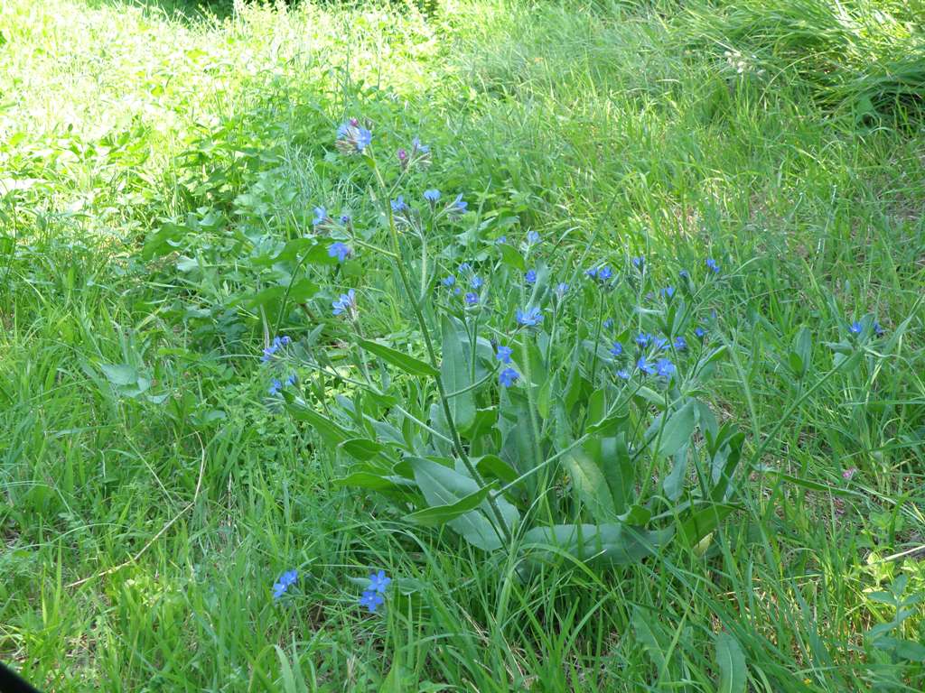 Anchusa azurea (=italica) / Buglossa azzurra