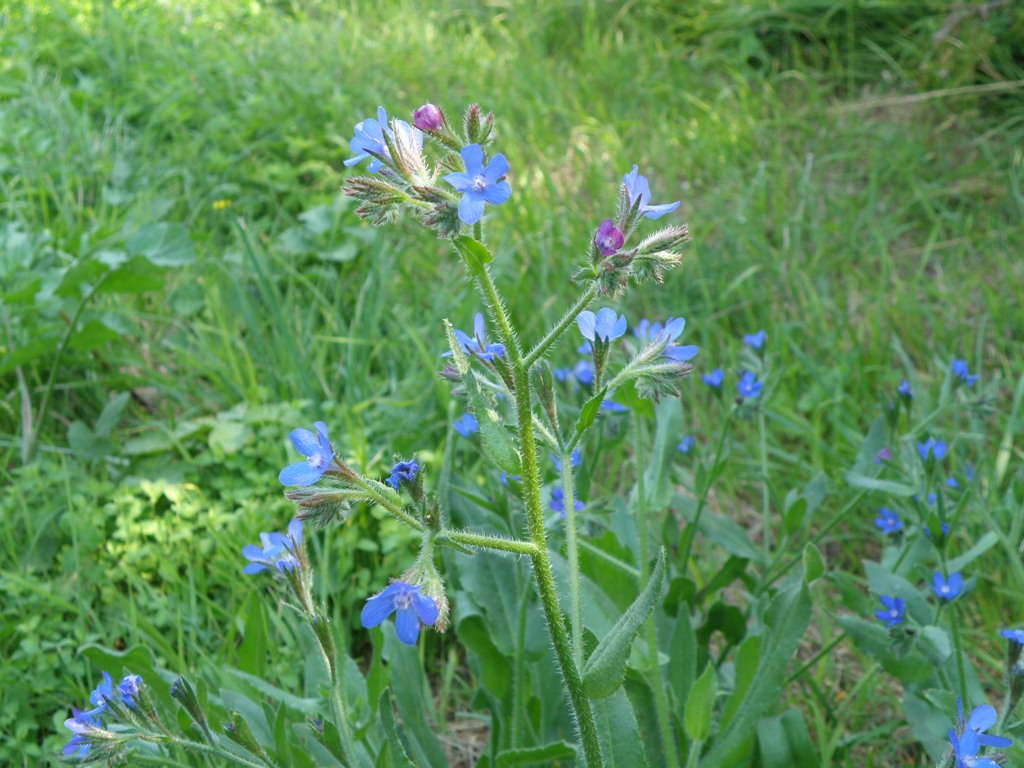 Anchusa azurea (=italica) / Buglossa azzurra