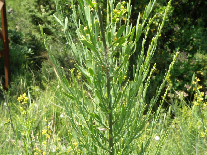 Osyris alba