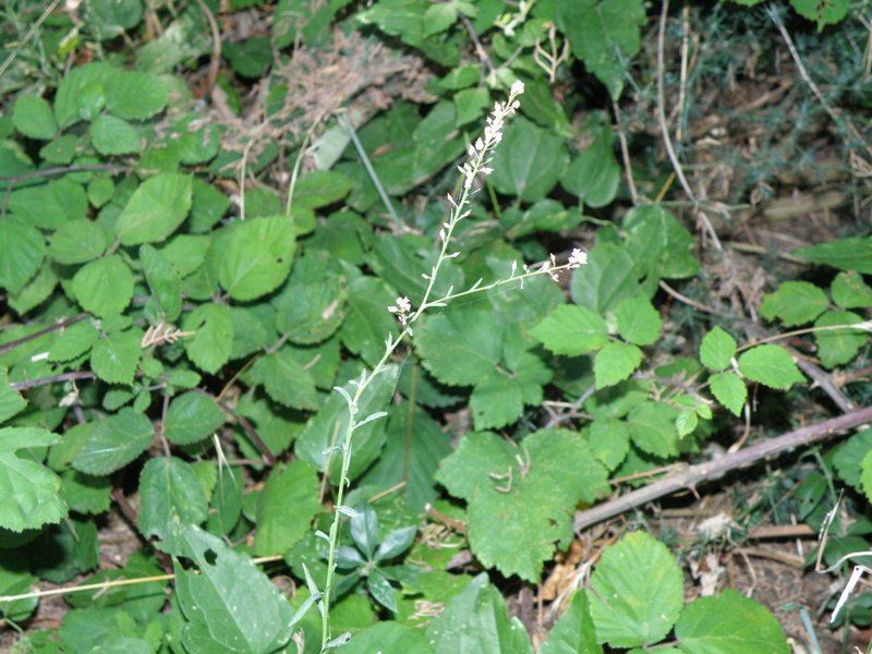 Lepidium graminifolium