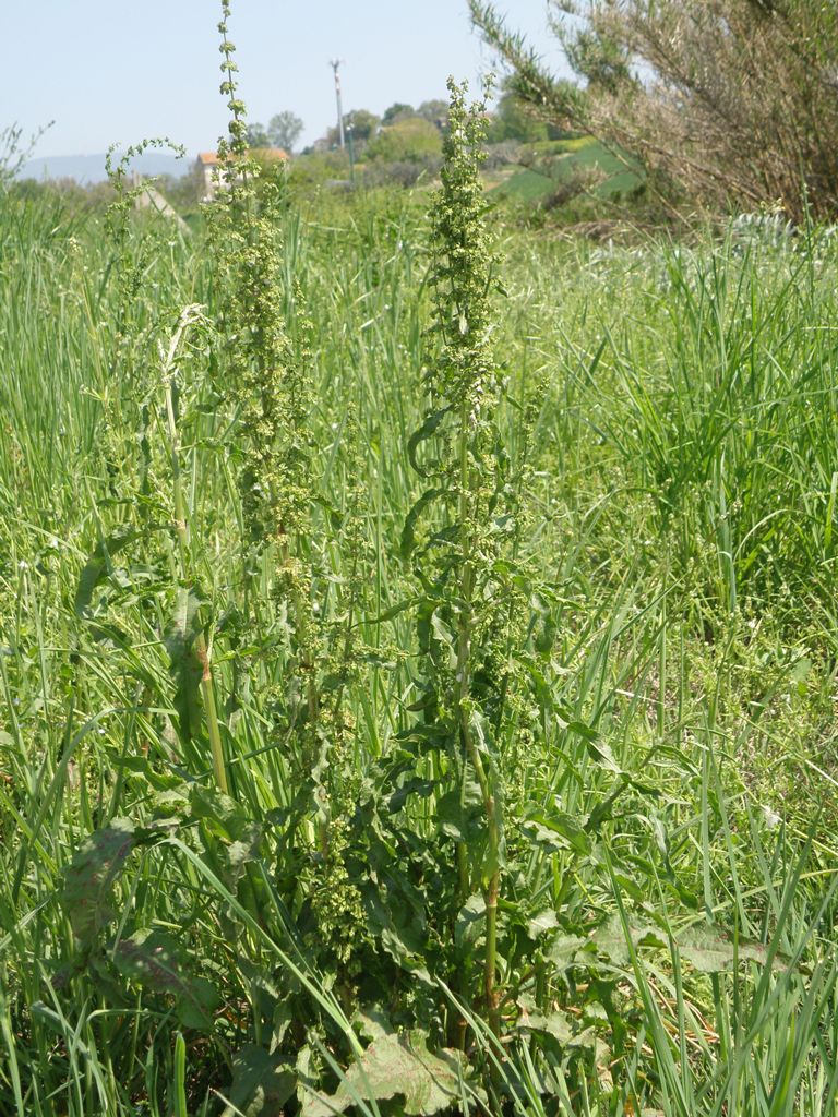 Rumex crispus