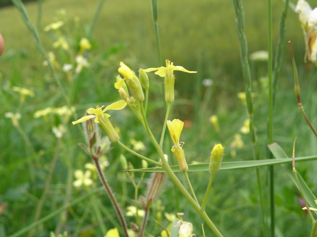 Raphanus raphanistrum subsp. landra / Ravanello selvatico