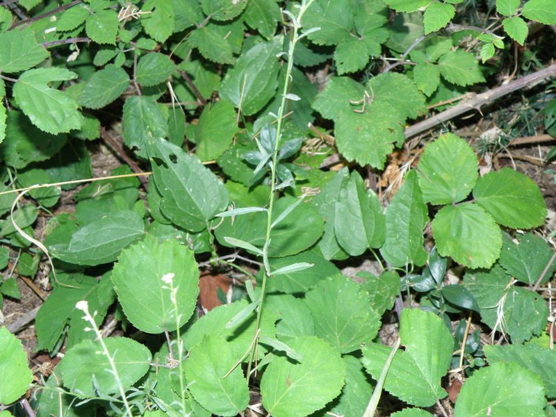 Lepidium graminifolium