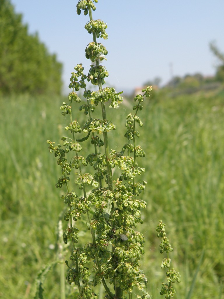 Rumex crispus
