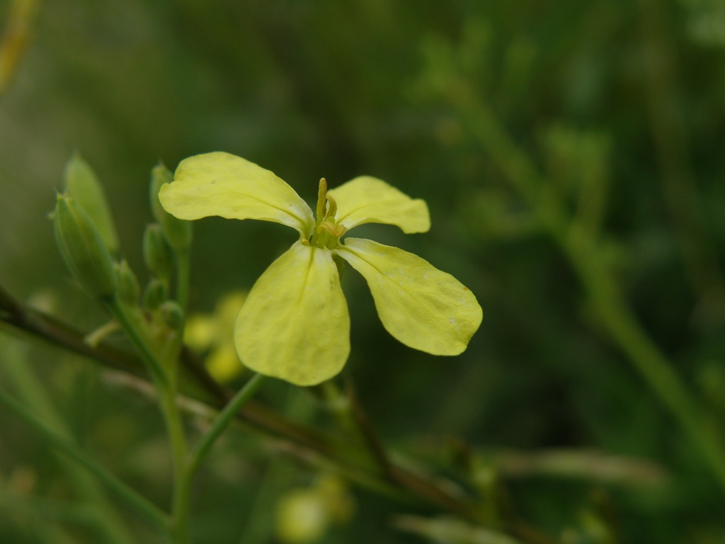 Raphanus raphanistrum subsp. landra / Ravanello selvatico