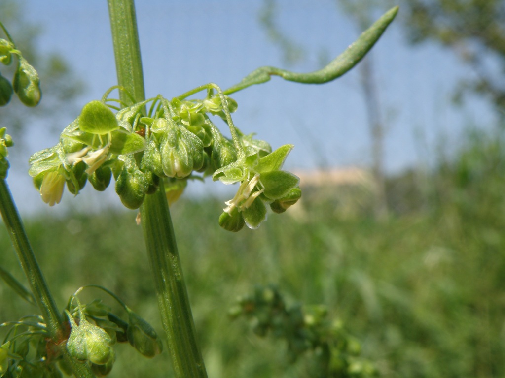 Rumex crispus