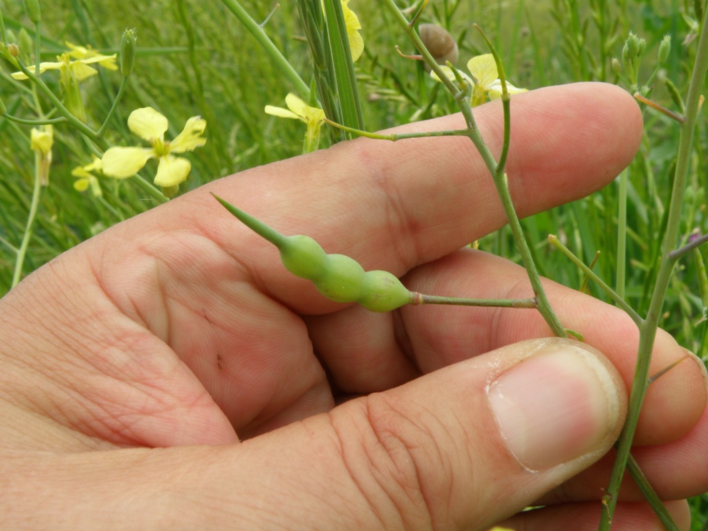Raphanus raphanistrum subsp. landra / Ravanello selvatico