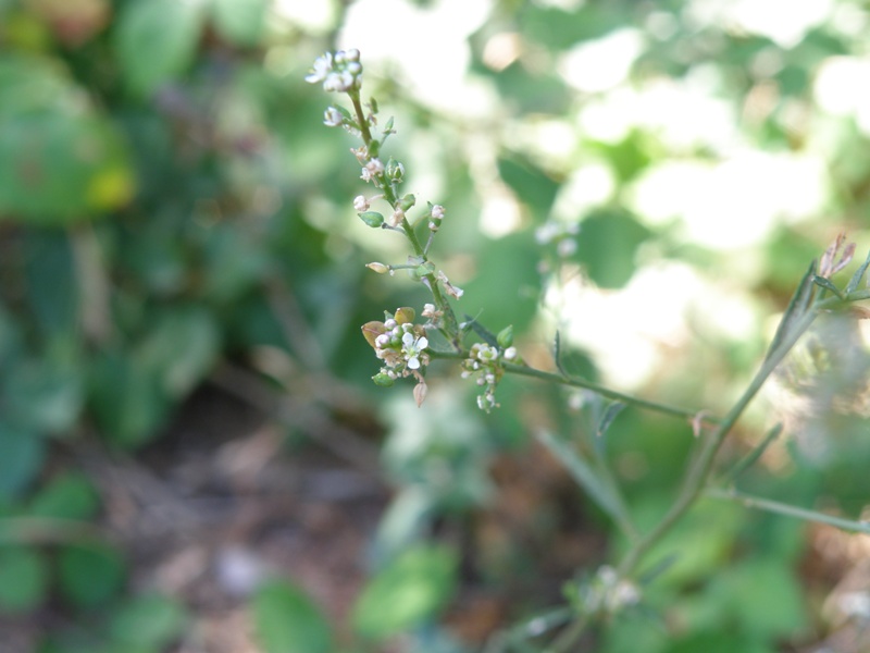 Lepidium graminifolium