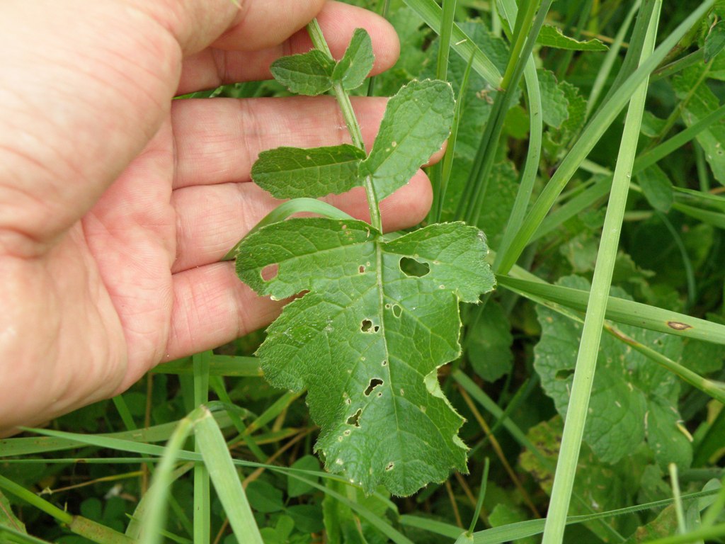 Raphanus raphanistrum subsp. landra / Ravanello selvatico