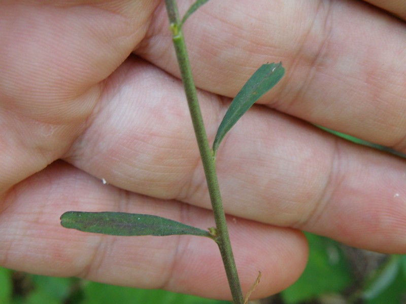 Lepidium graminifolium