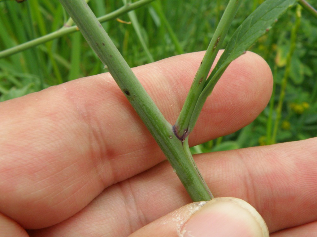 Raphanus raphanistrum subsp. landra / Ravanello selvatico