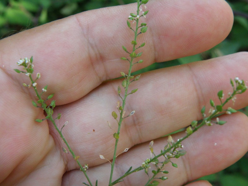Lepidium graminifolium