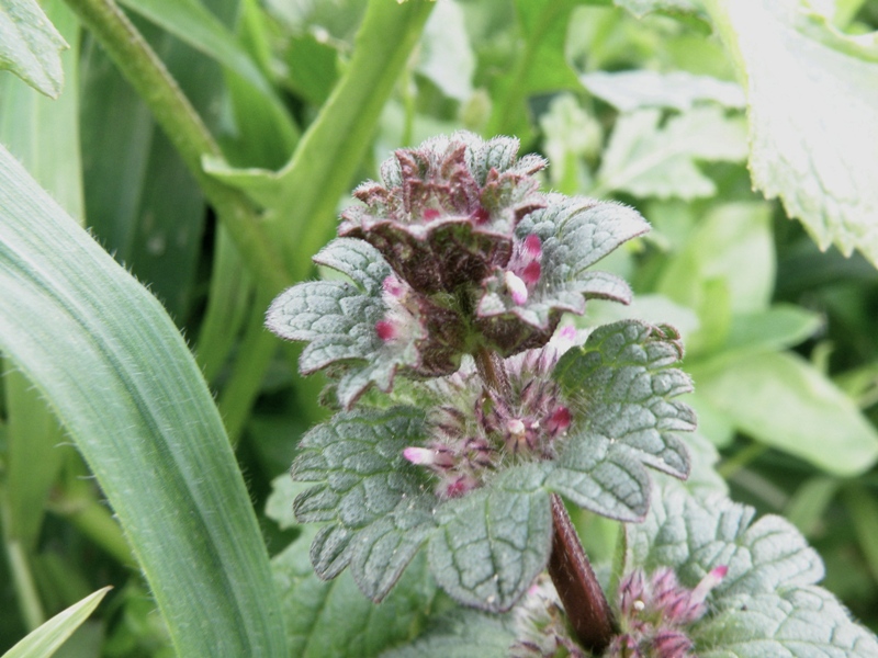 Lamium amplexicaule / Falsa-Ortica reniforme