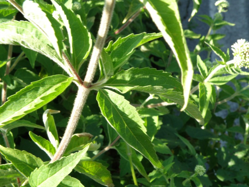 Eupatorium cannabinum