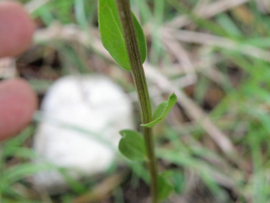 Globularia bisnagarica