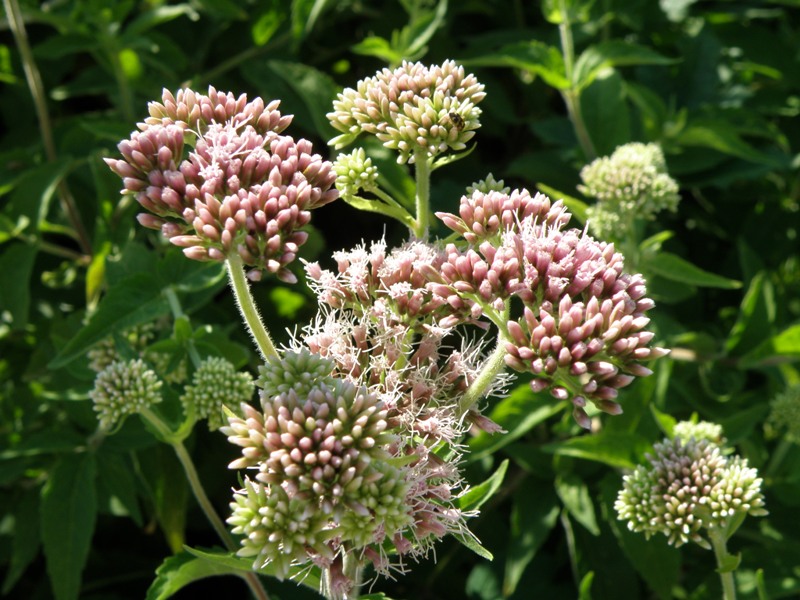 Eupatorium cannabinum