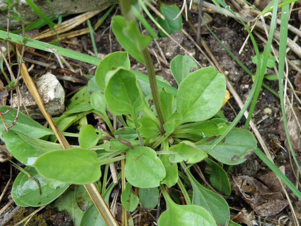 Globularia bisnagarica