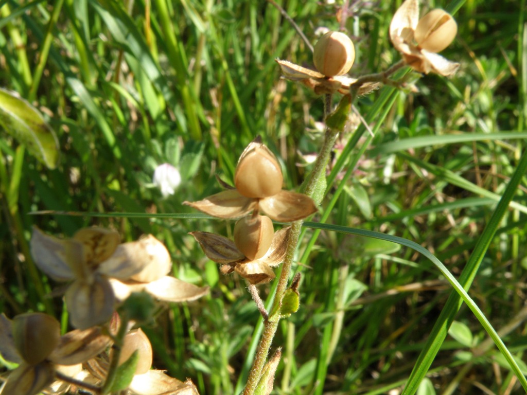 Helianthemum cfr..salicifolium