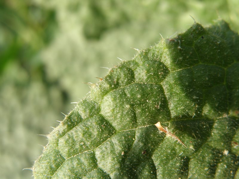 Borago officinalis / Borragine comune