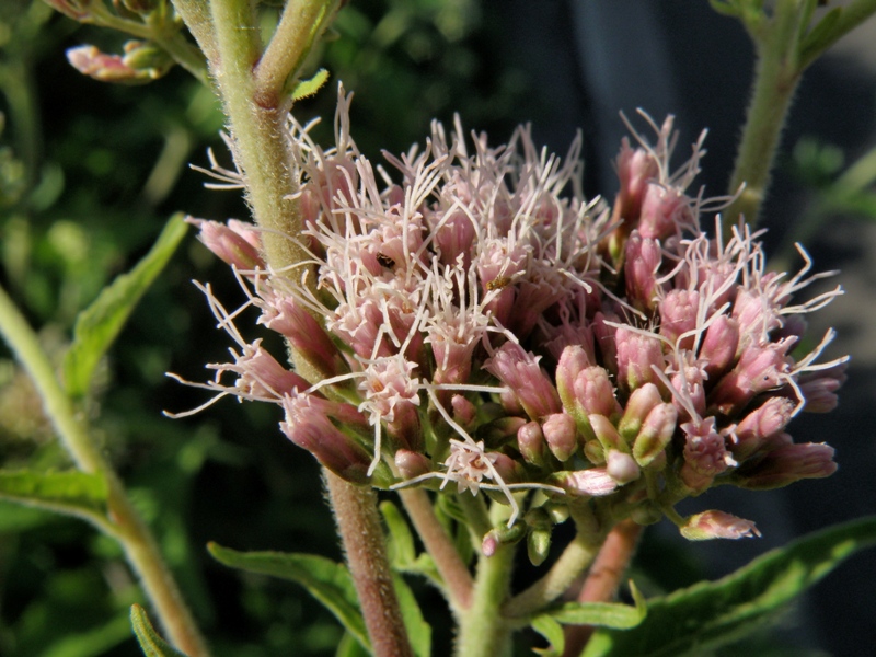 Eupatorium cannabinum