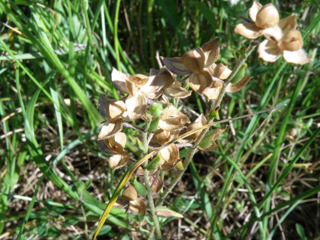 Helianthemum cfr..salicifolium