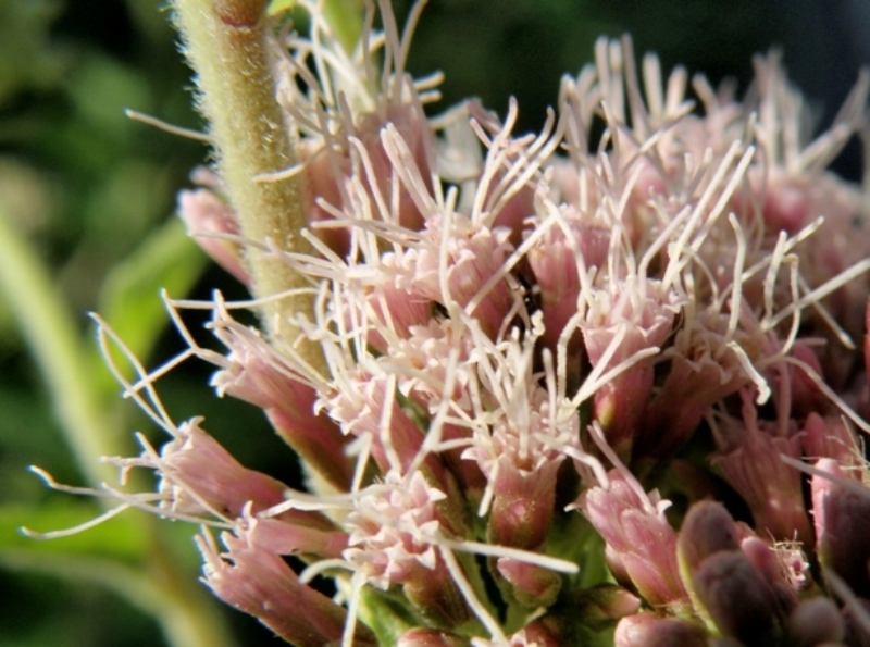 Eupatorium cannabinum