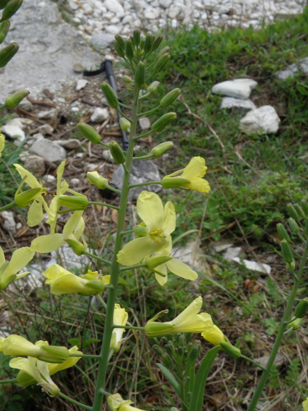 Brassica montana / Cavolo selvatico