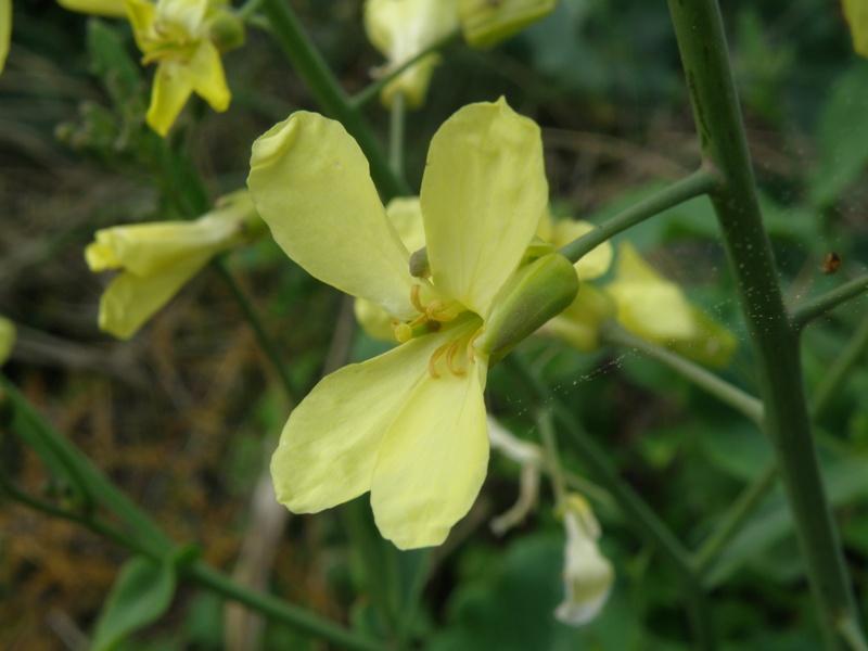 Brassica montana / Cavolo selvatico
