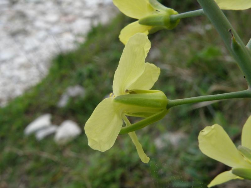 Brassica montana / Cavolo selvatico