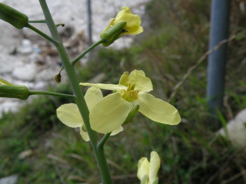 Brassica montana / Cavolo selvatico
