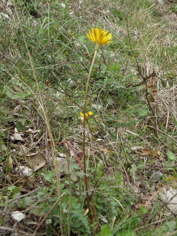Hyoseris radiata
