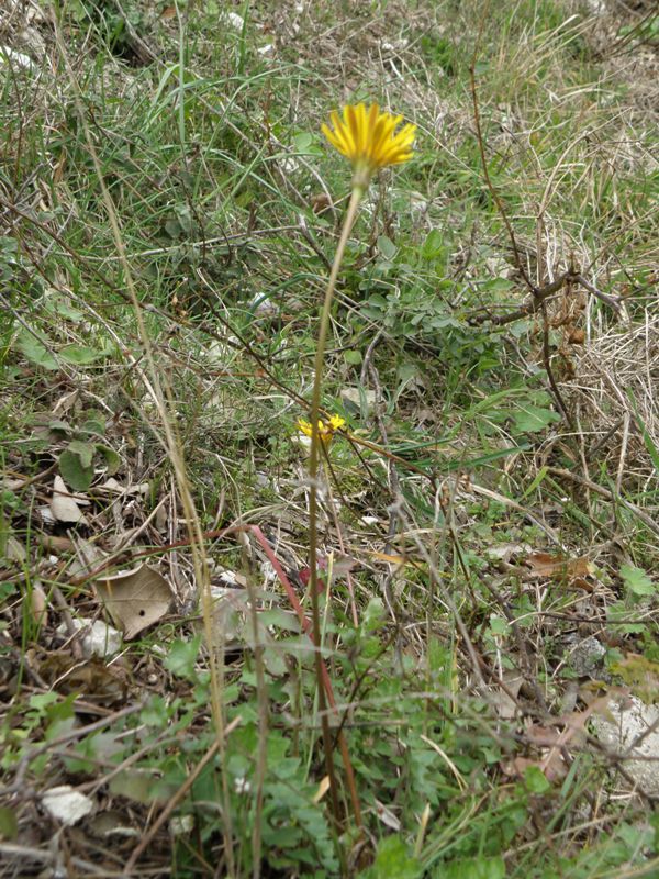 Hyoseris radiata