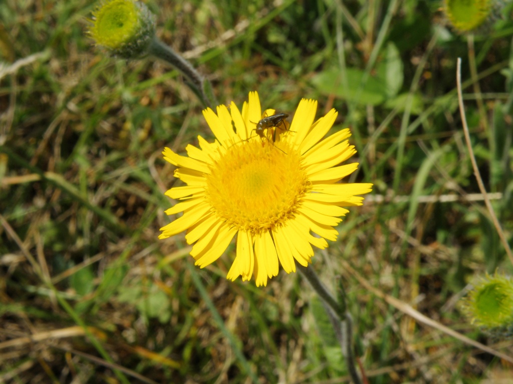 Pulicaria odora / Incensaria odorosa