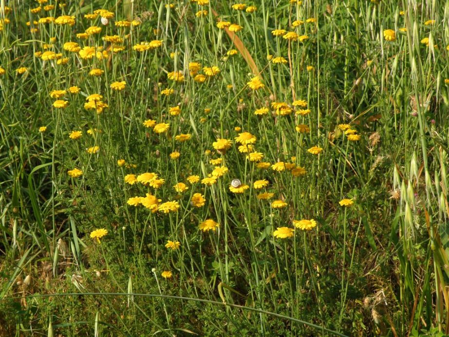 Cota tinctoria