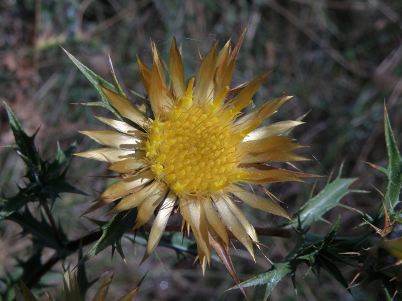 Carlina corymbosa / Carlina raggio d''oro