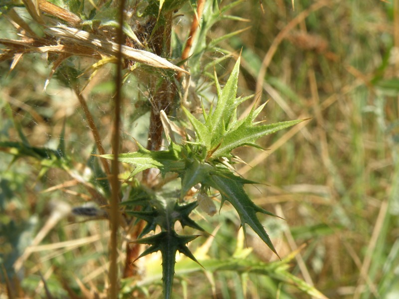 Carlina corymbosa / Carlina raggio d''oro