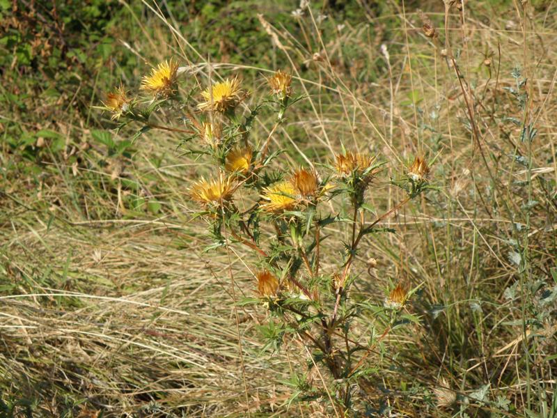 Carlina corymbosa / Carlina raggio d''oro