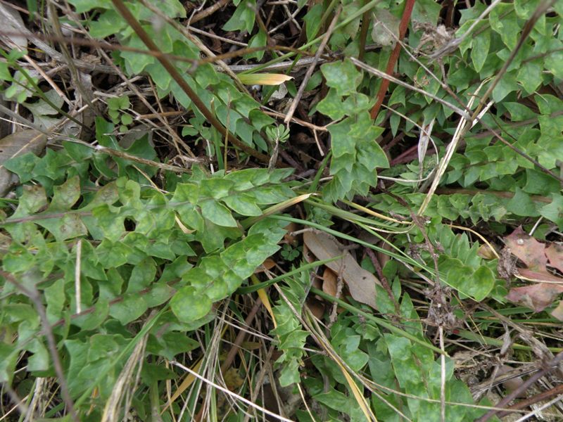 Hyoseris radiata