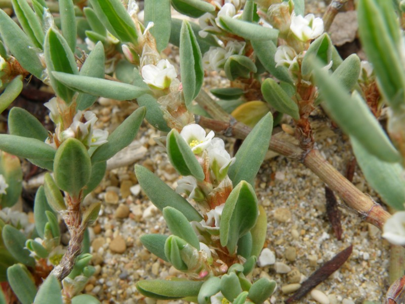 Crassulacea ? no, Polygonum cfr. maritimum