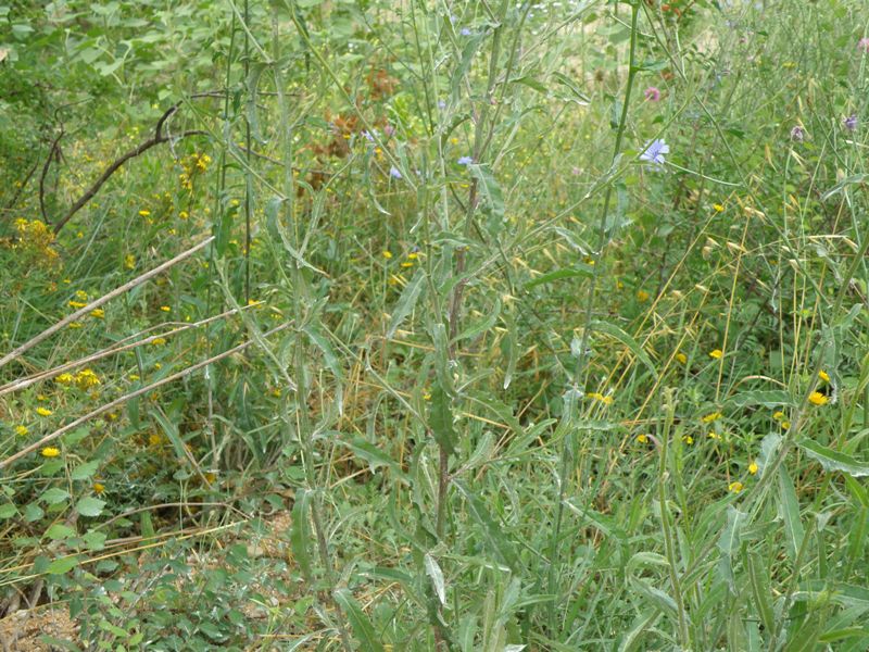 Picris hieracioides / Aspraggine comune