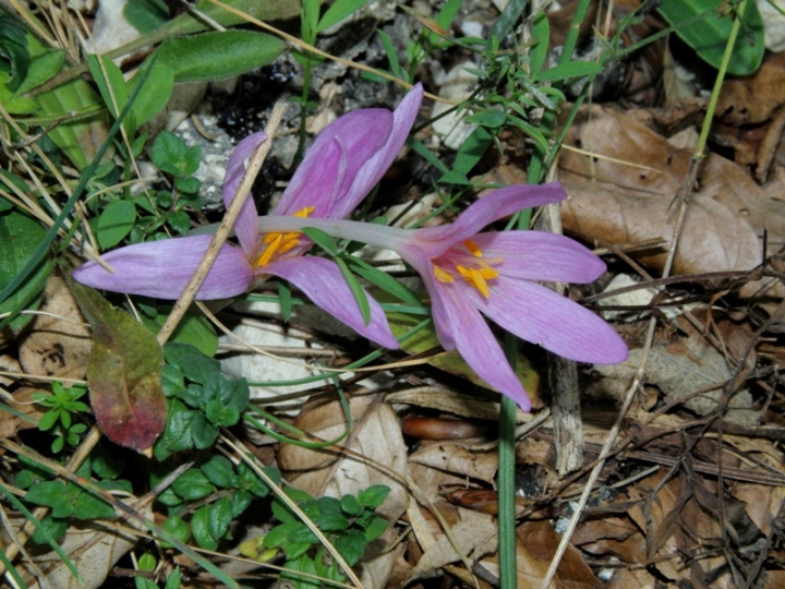 Monte San Vicino -  Colchicum lusitanum